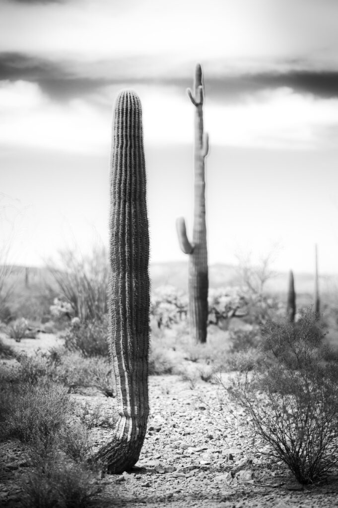Organ Pipe BW 7439
