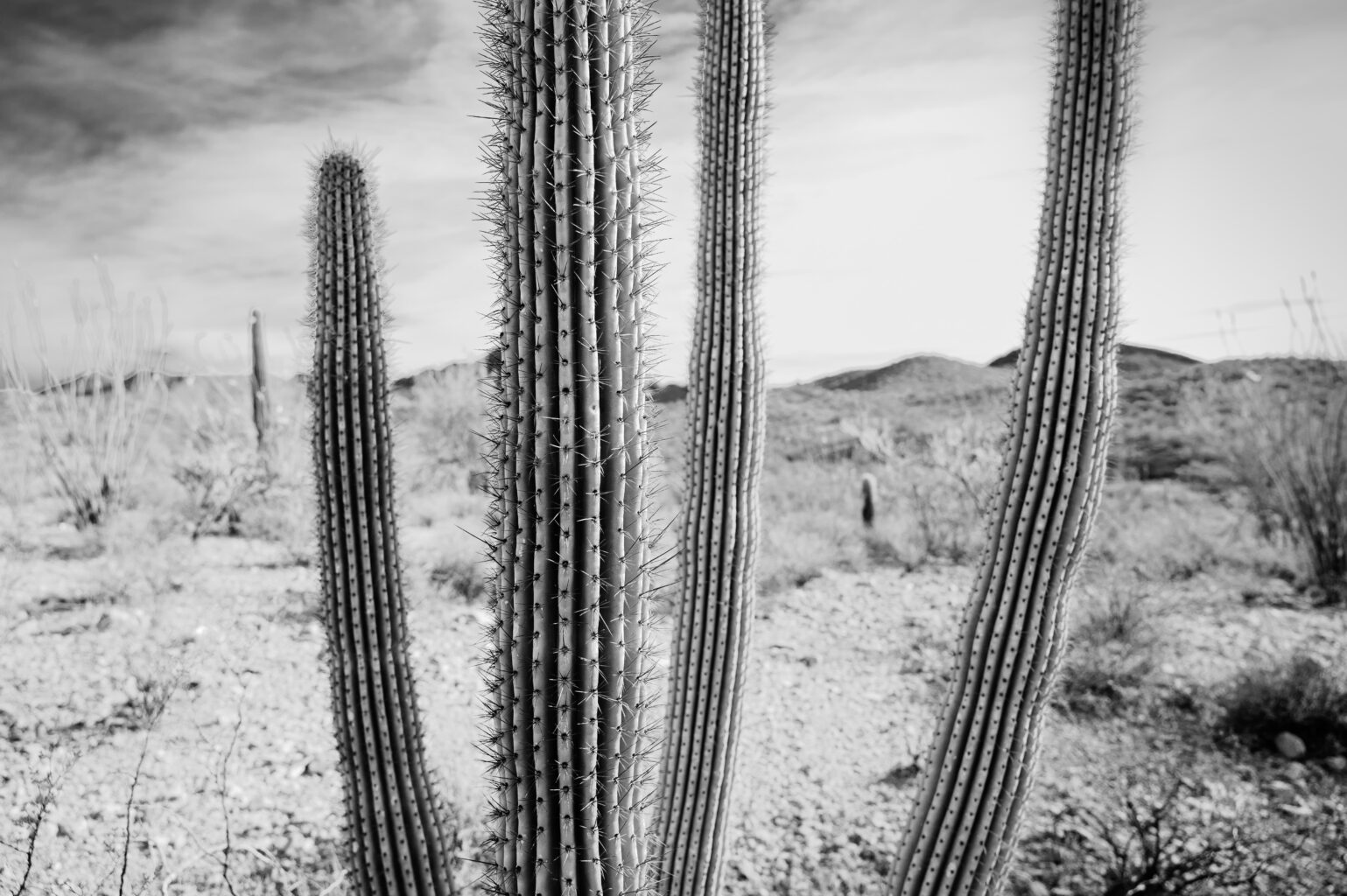 Organ Pipe BW 7636