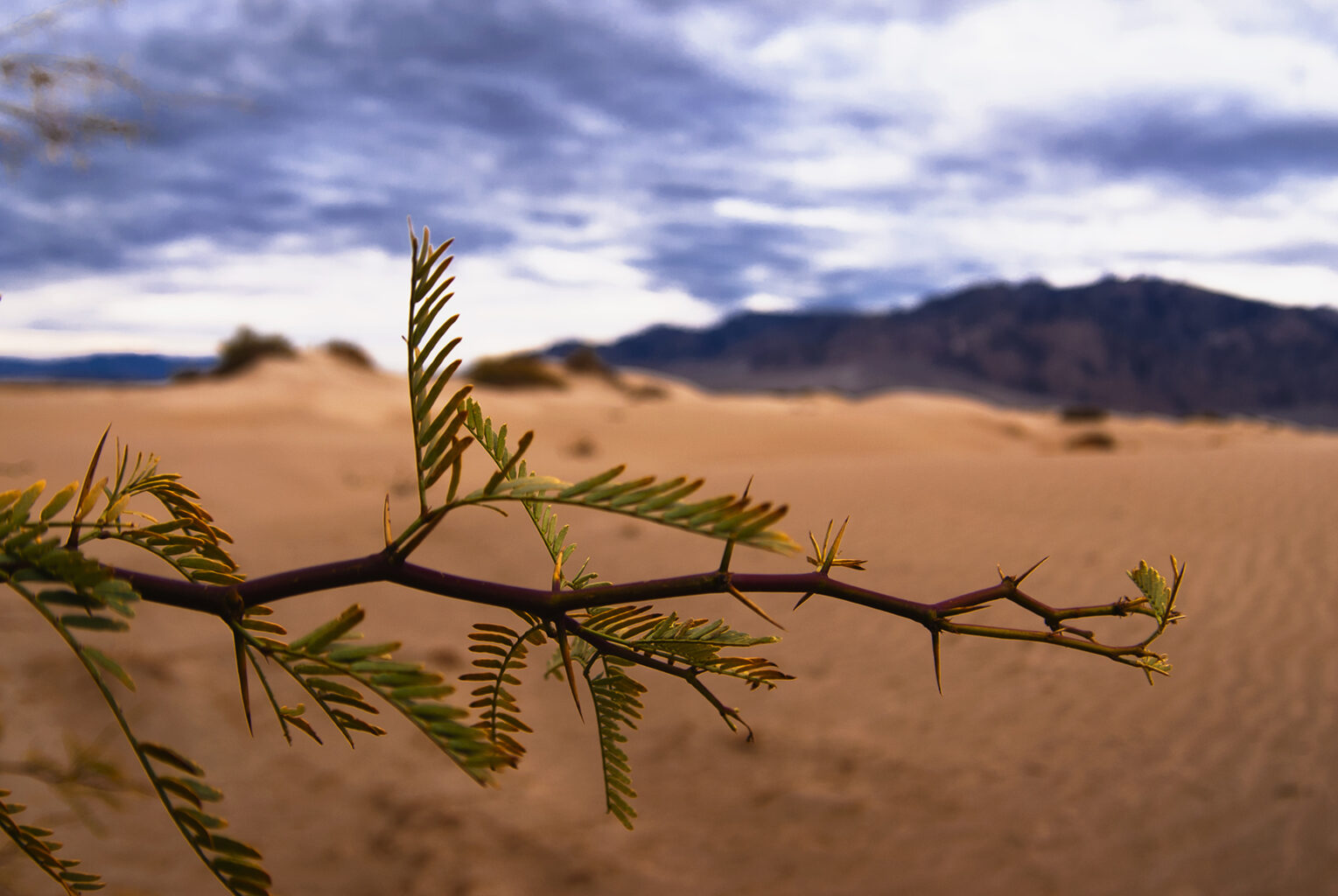 Death Valley Mesquite 0140
