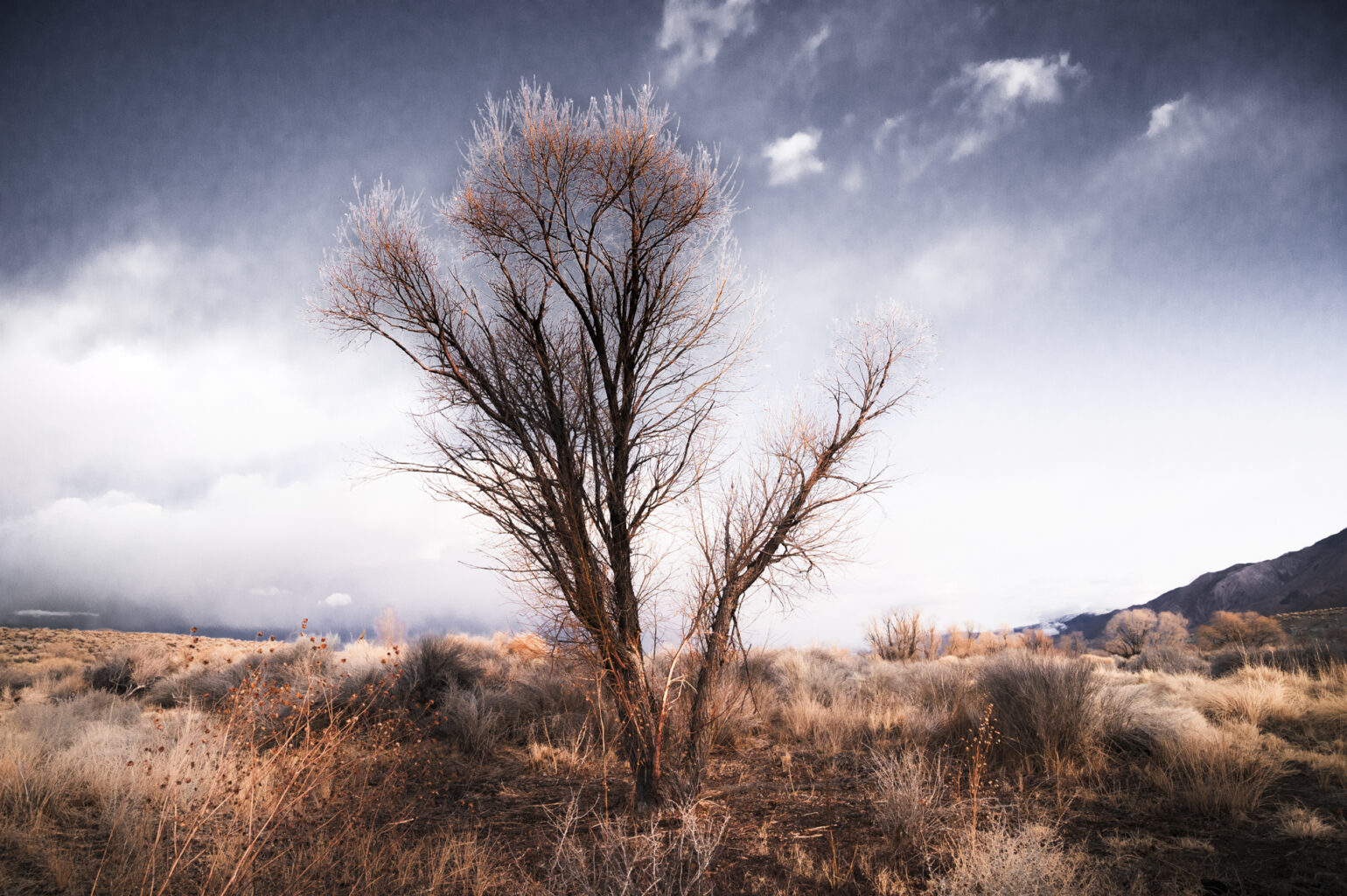 Lone Pine Tree 6515