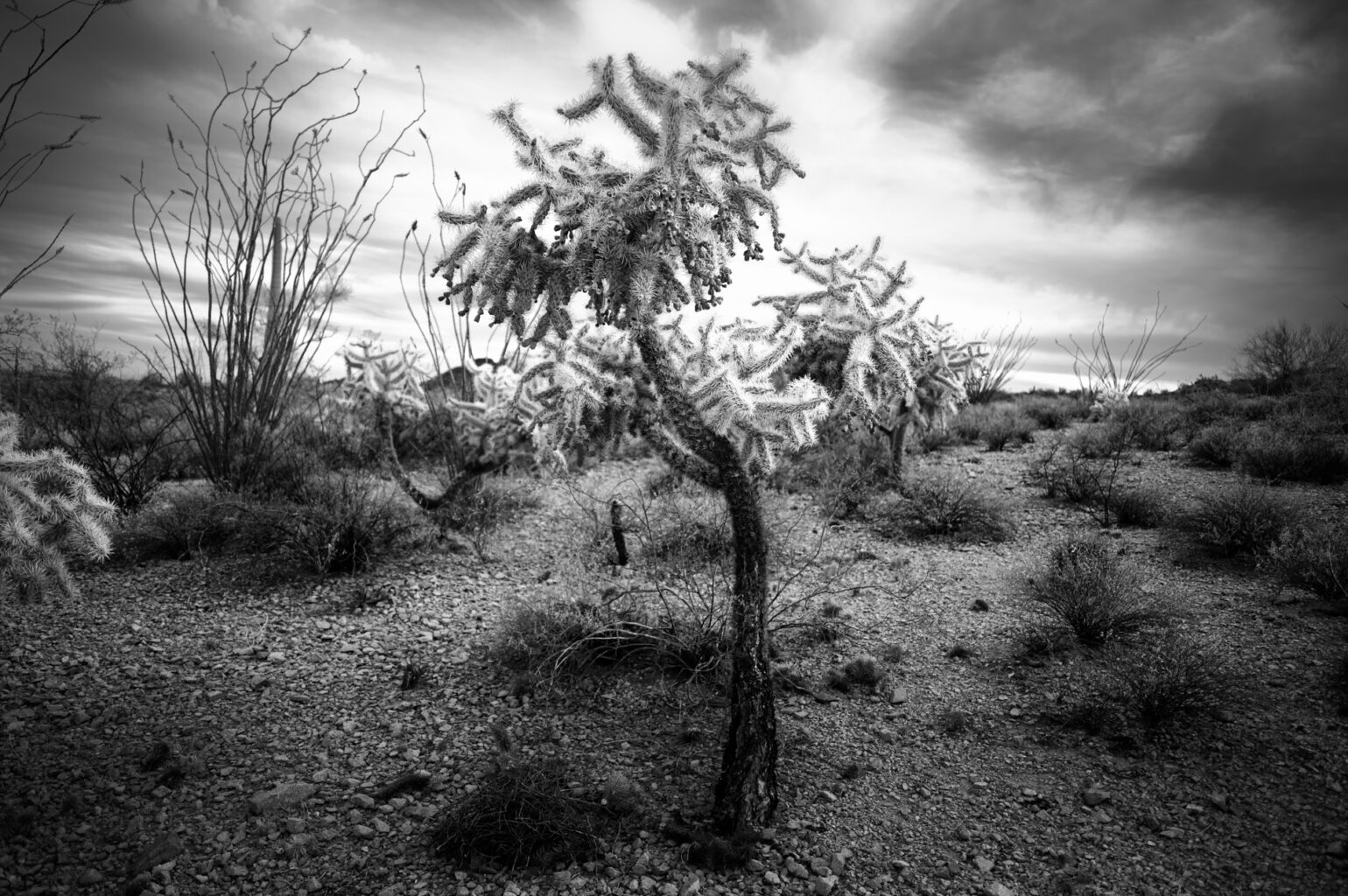 Organ Pipe BW 7695