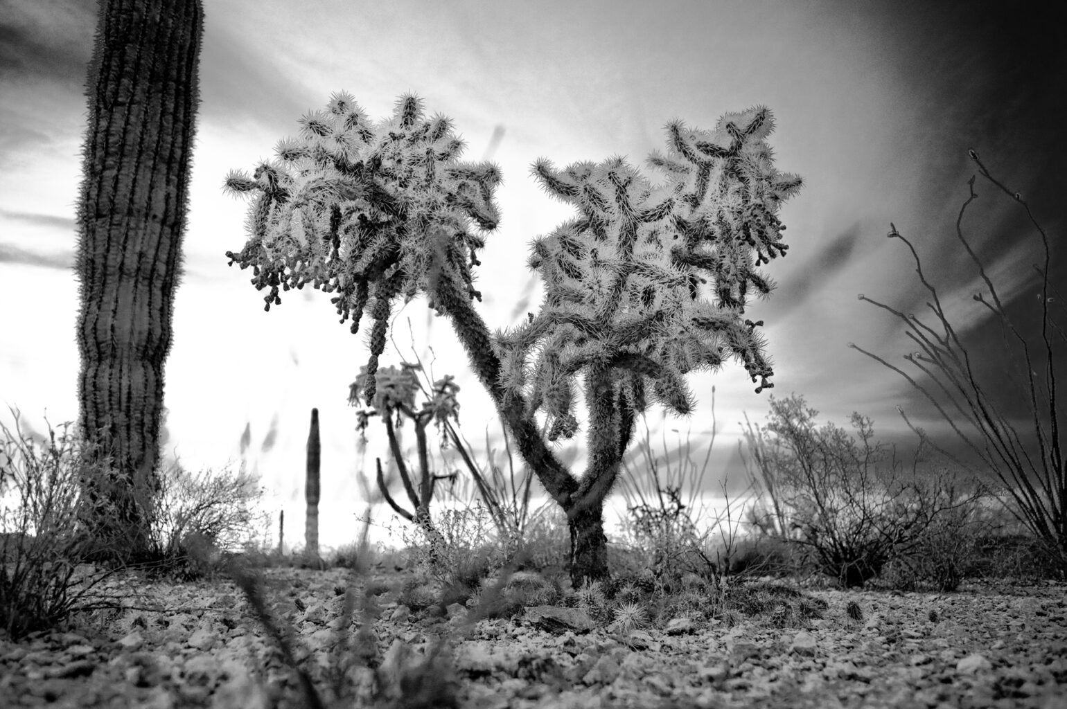 Organ Pipe BW 7762