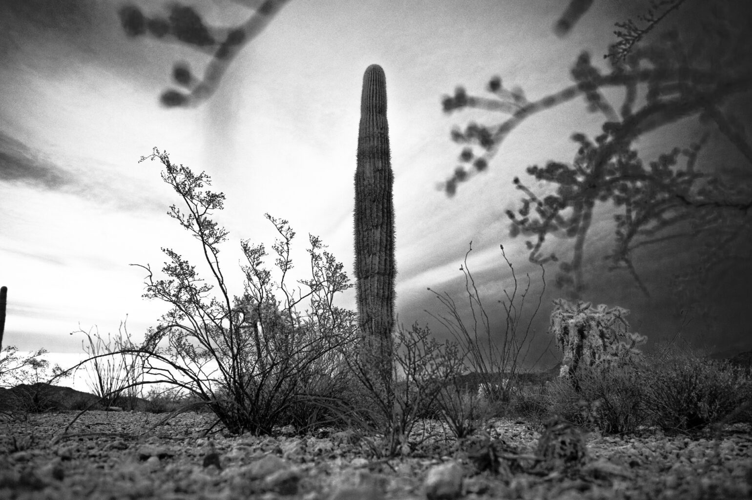 Organ Pipe BW 7772