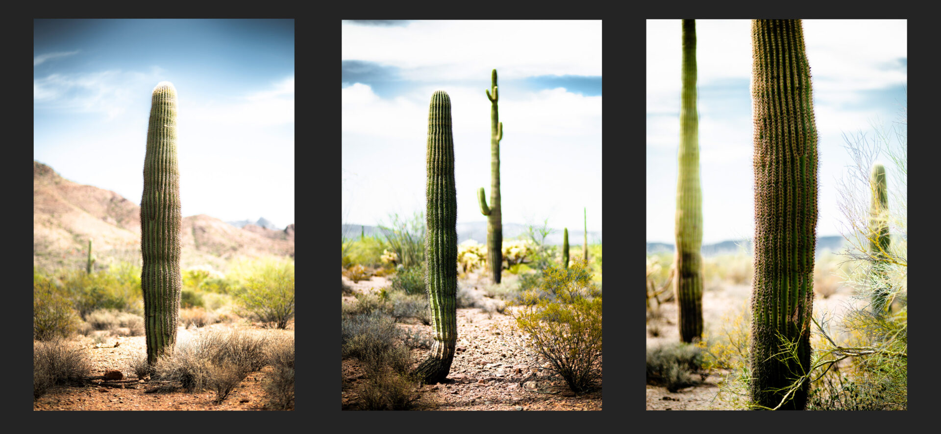 triptych cactus