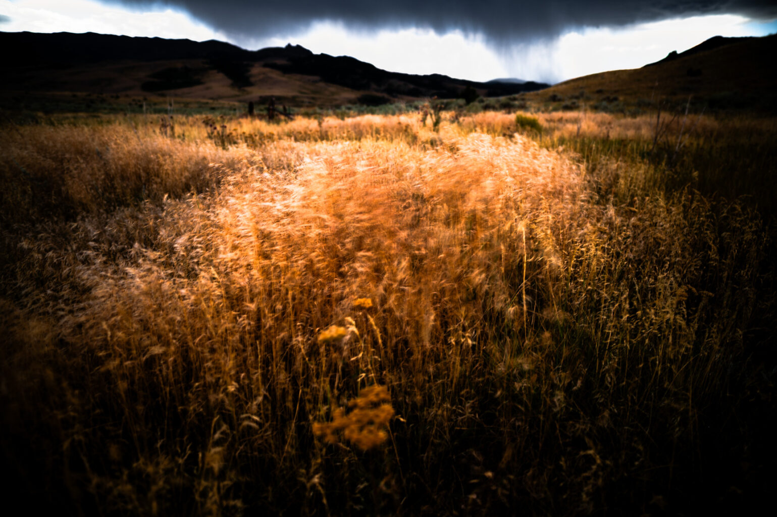Grasses blowing before a storm.
