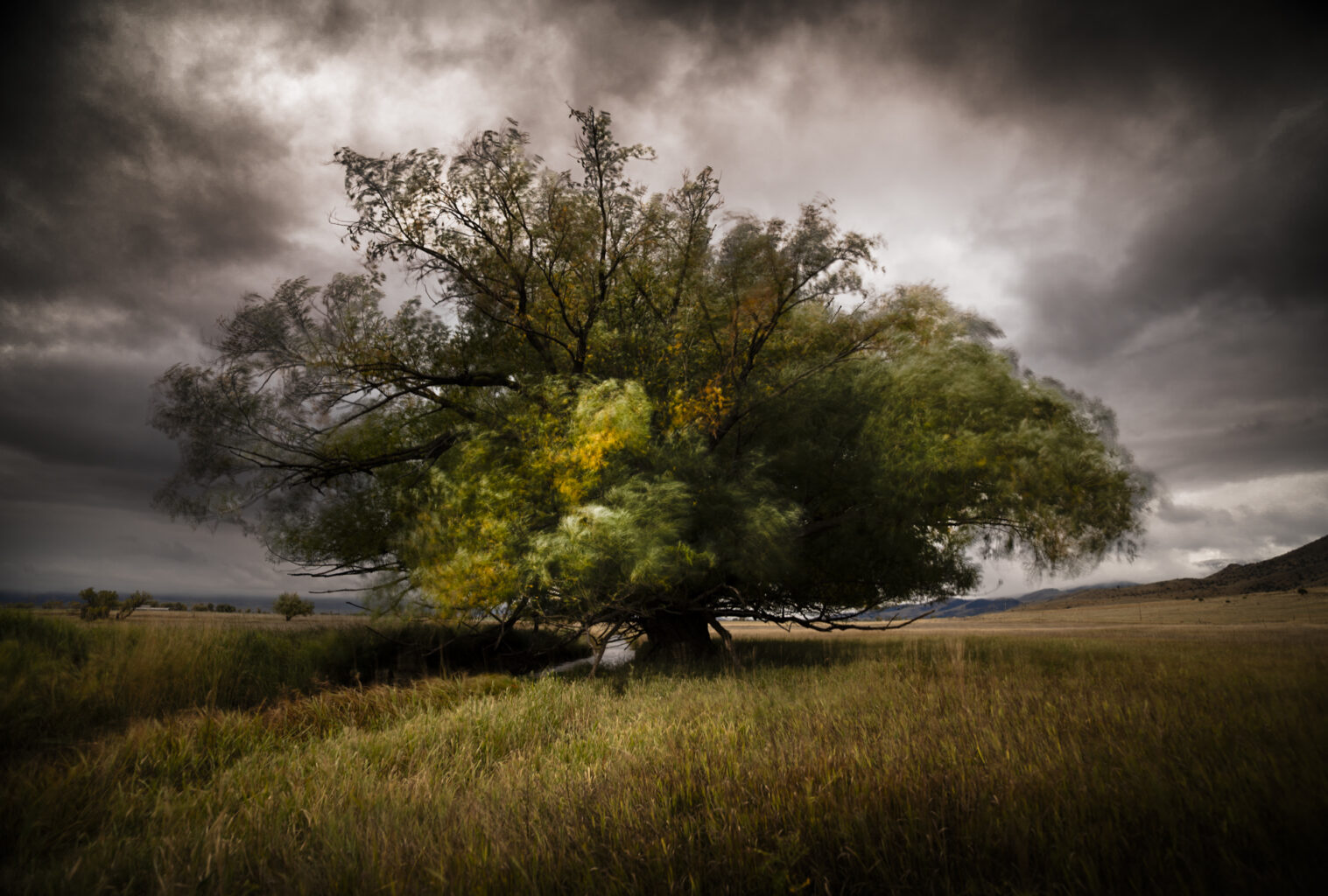 Paradise Tree Autumn 0035